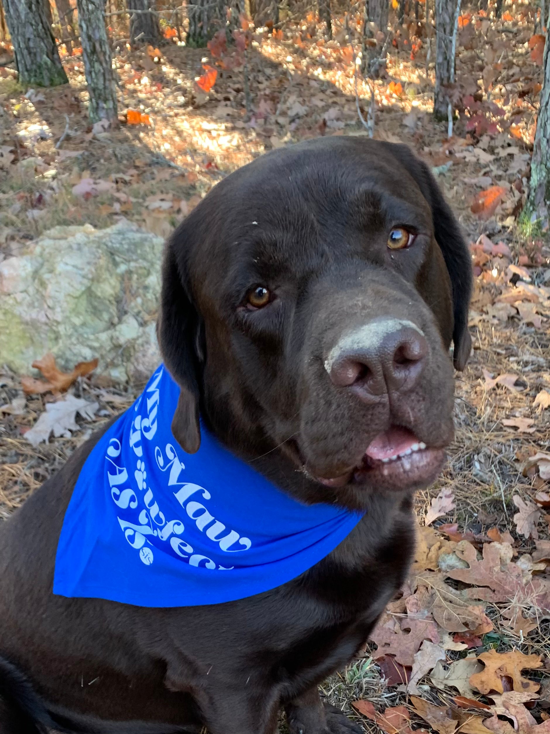 Pet Bandana