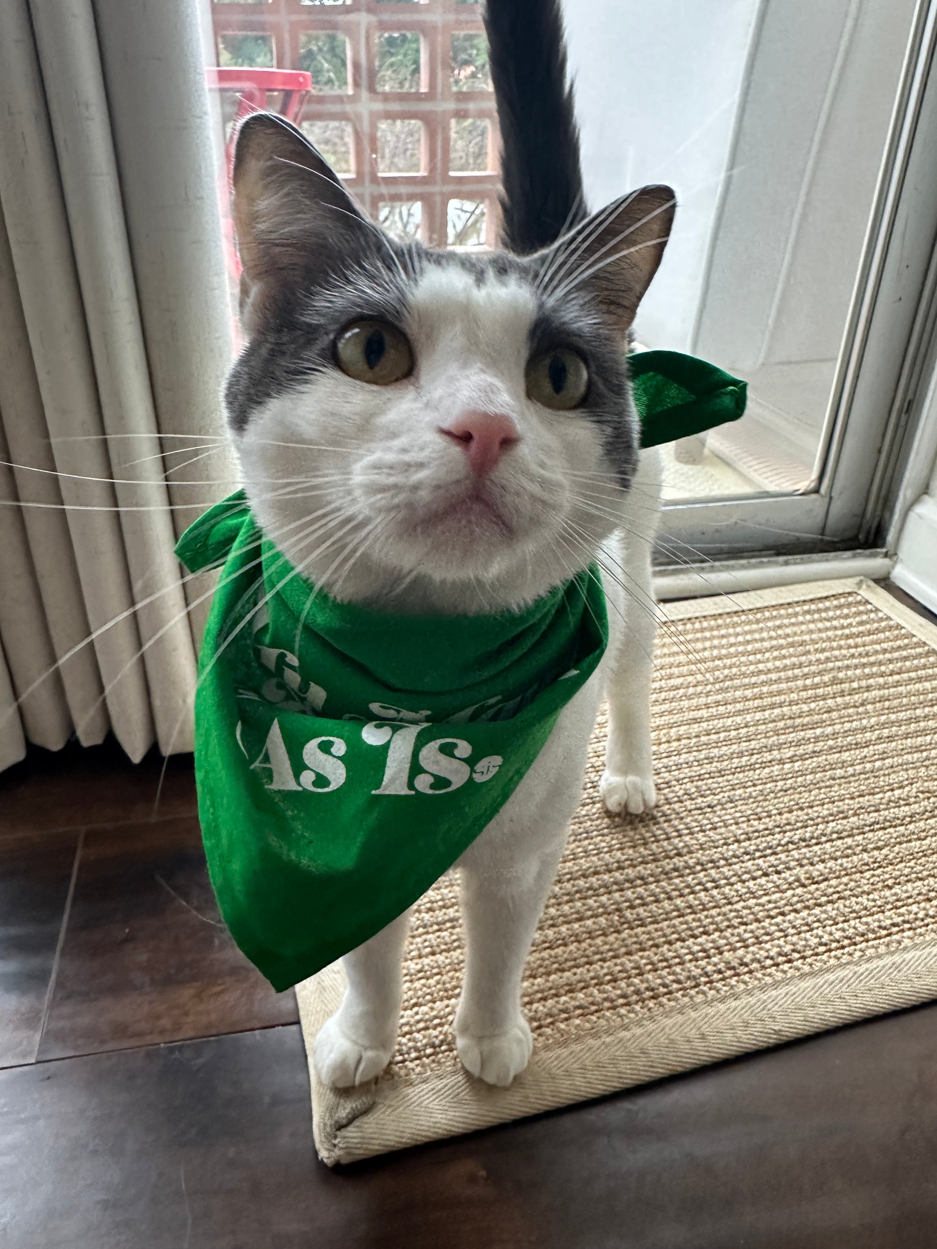 Pet Bandana